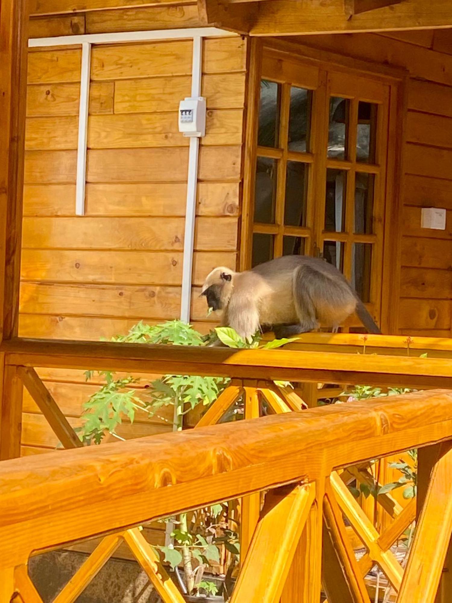 Chill Out Jasmine Restaurant Bar Rooms Palolem Esterno foto